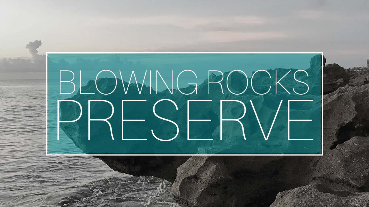 Featured image for “Video: Blowing Rocks Preserve”